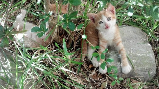 隔空对决，英格拉姆一战封神，老鹰逆境展翅擒狼
