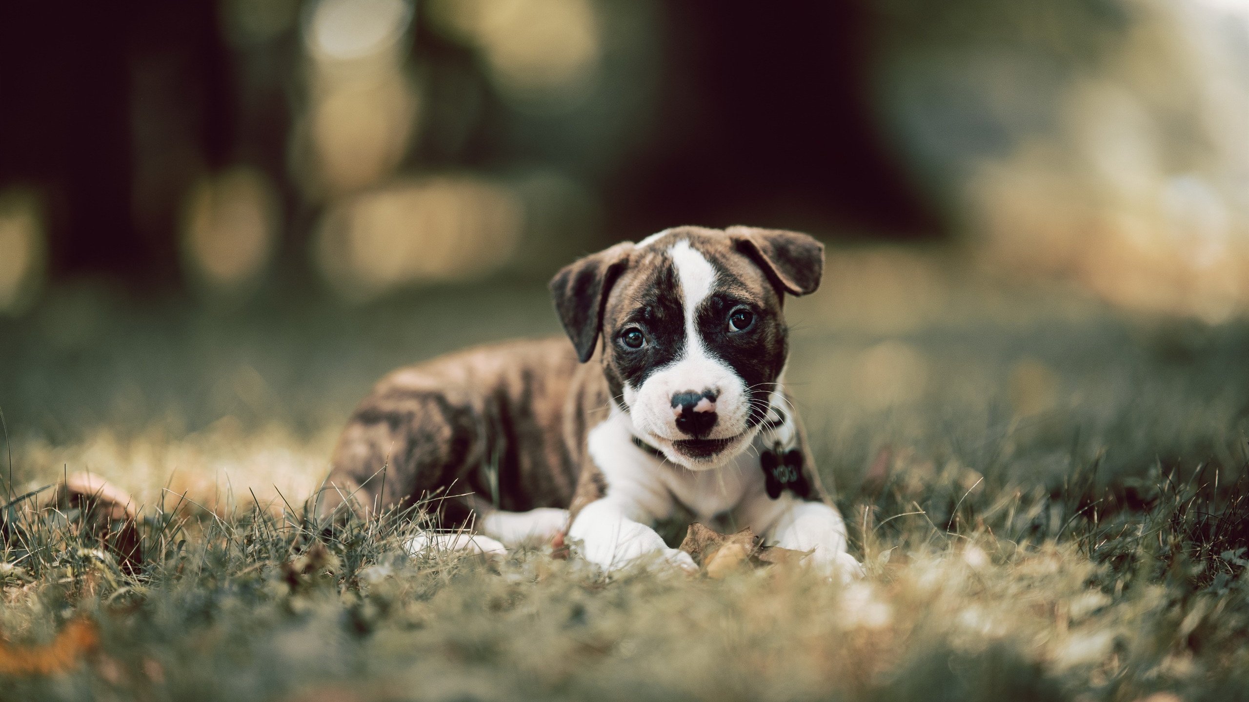 熔炉中的试金石，杰伦格林在抢七之夜的持续杀伤力