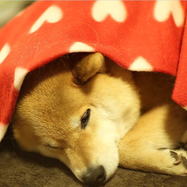 开云体育-双线压制，掘金的体系炼金术与布伦森的孤星闪耀