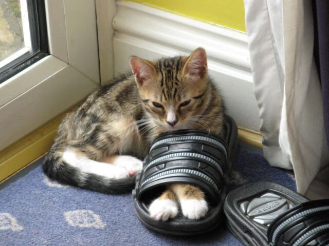 开云体育平台APP-英超金童书写终极教案，福登用错误方式击碎意甲铁链