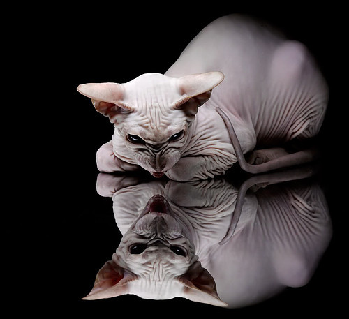 赛道与球场,一场无交叉点的战术对轰—马刺破局战与F1总冠军的共振解码