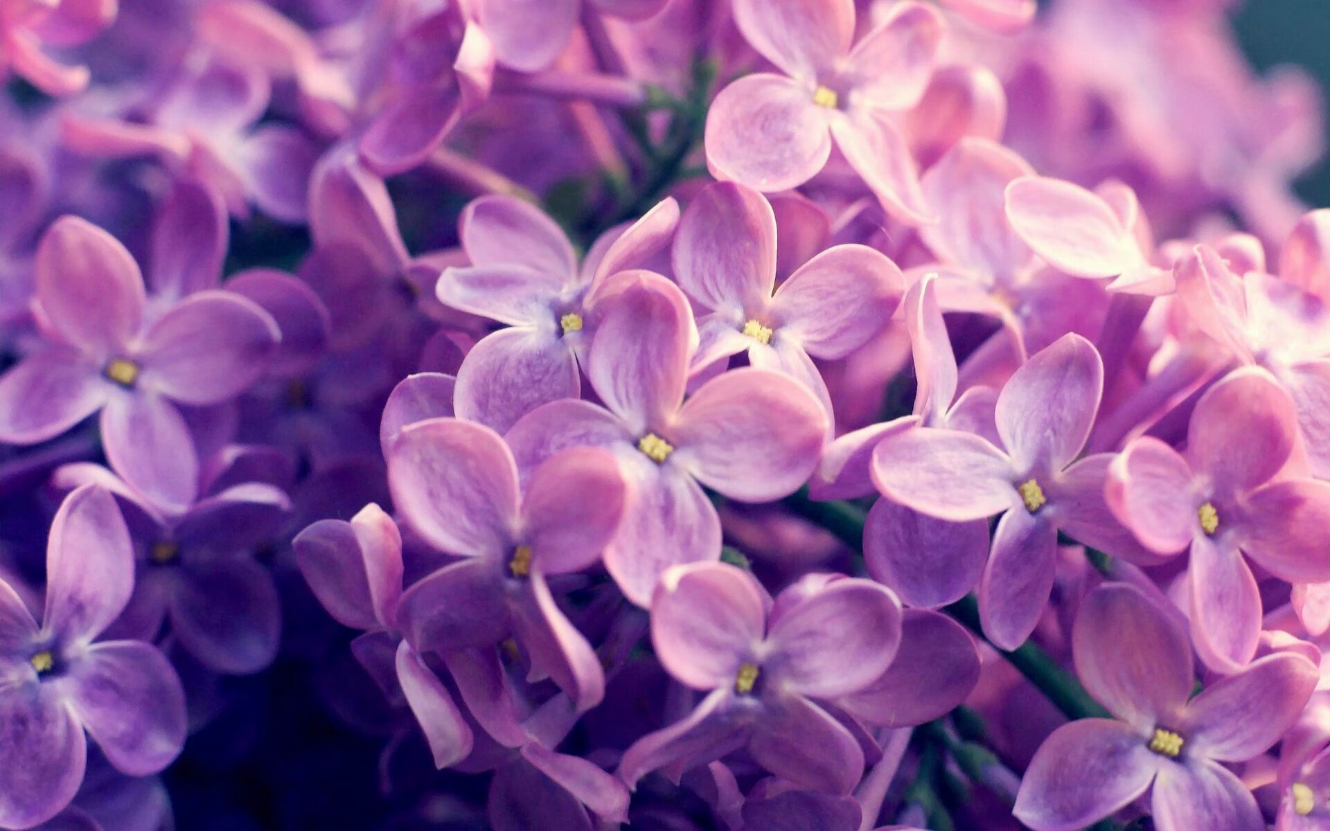 新红魔的闪电战,布雷默90秒进球揭开曼联提速新时代