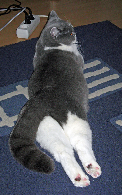 打破挡拆封印的战神，字母哥如何凭一己之力击碎奇才的战术铁壁