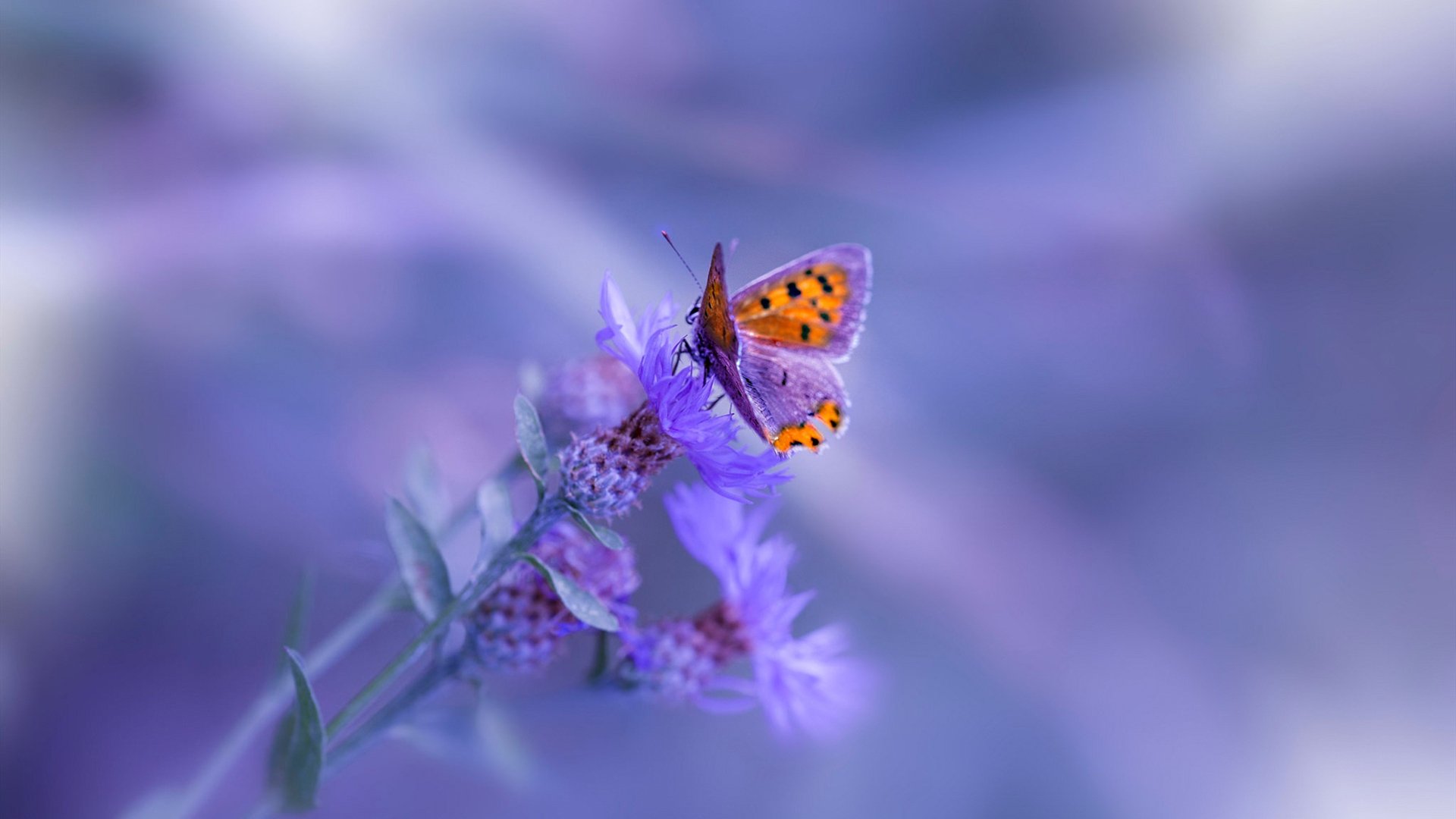 布克37分导演逆转好戏！热火斩落上海队取中国赛开门红