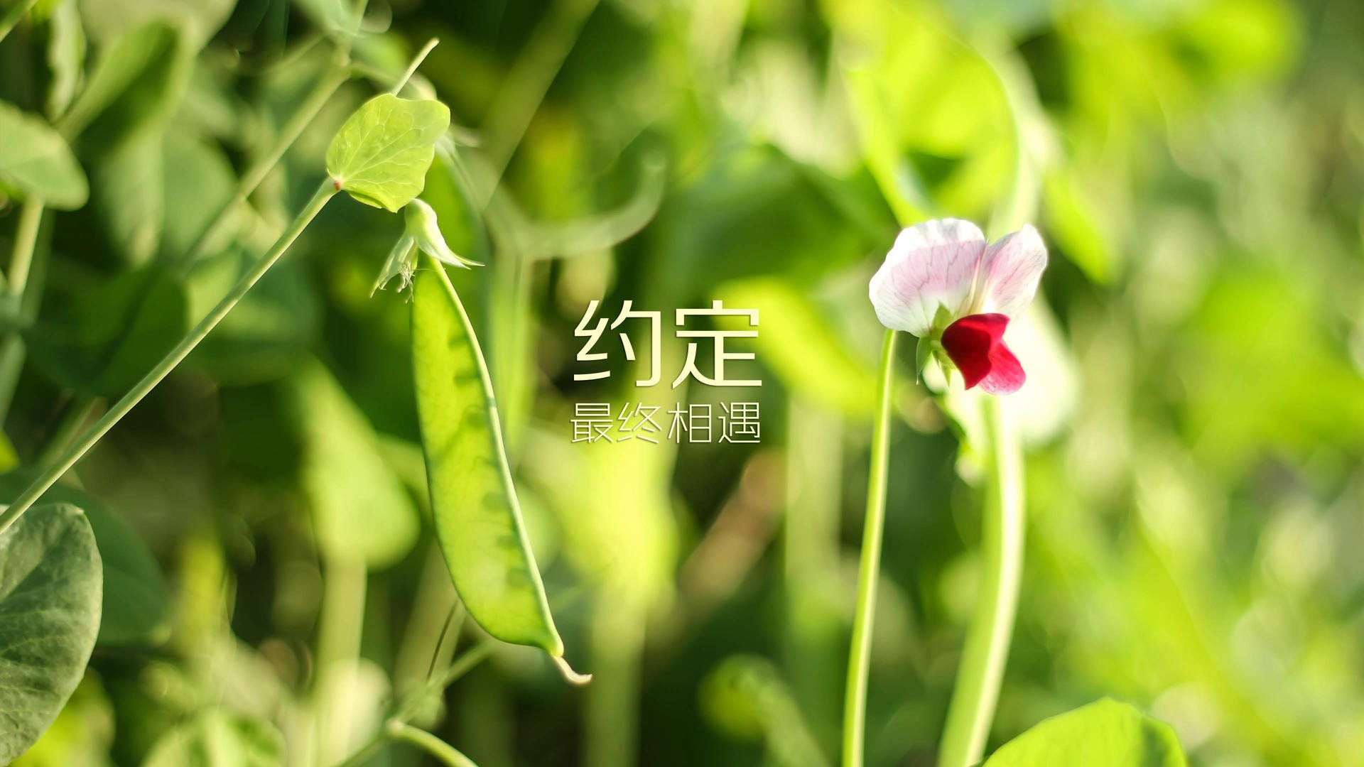 开云体育官网-绝地求生！拉梅洛生死时刻三分绝杀，热火险胜广东队