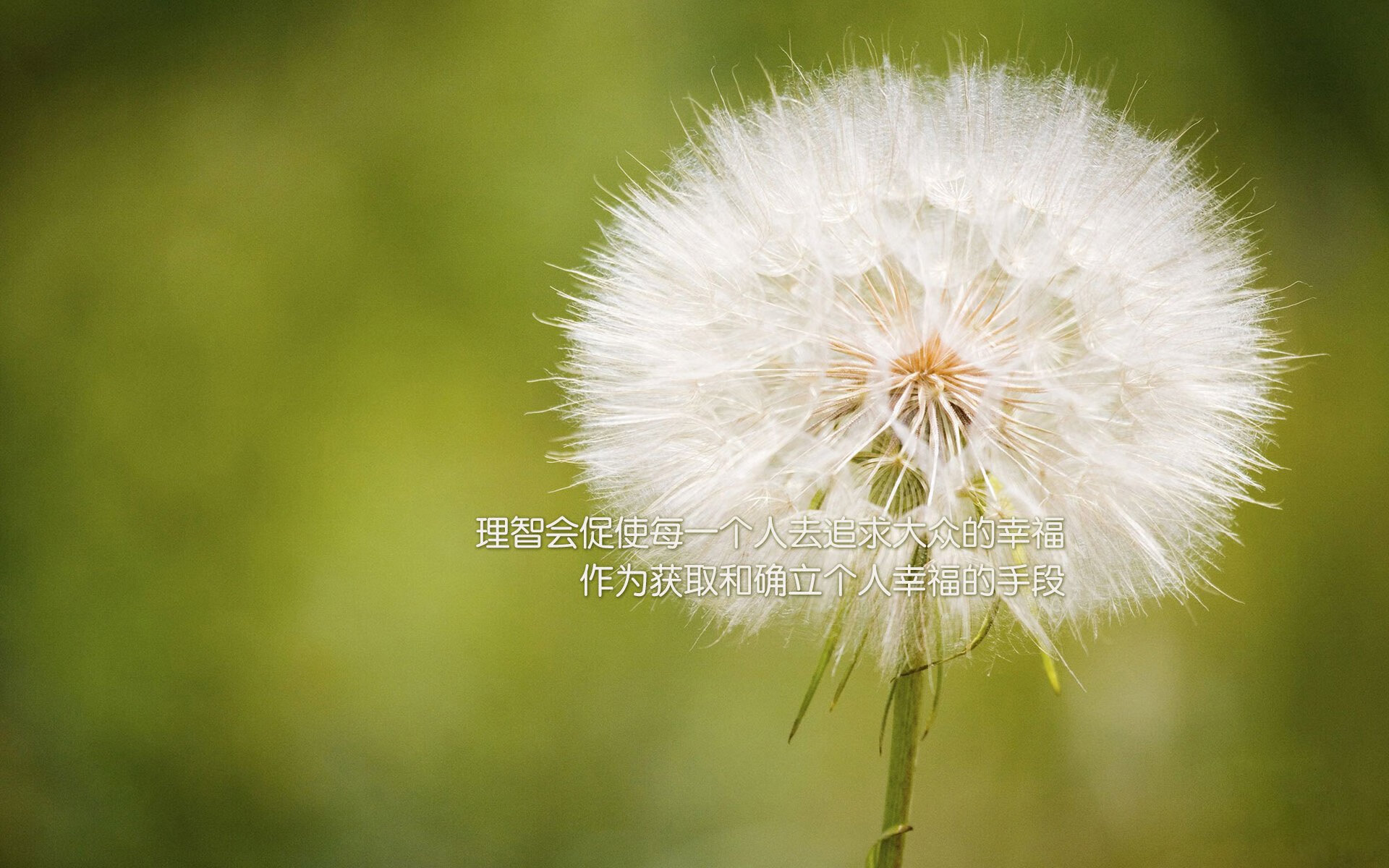 钢铁战车,难挡红色风暴,2026世界杯,贝林厄姆与西班牙的无锋反击