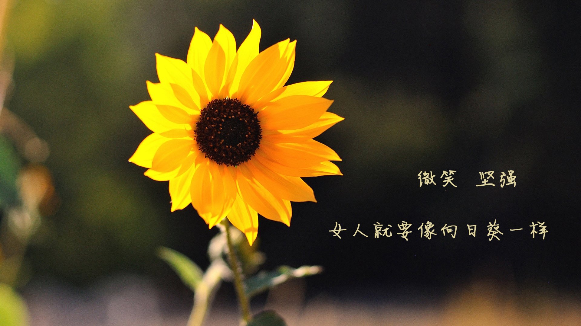 这是一篇为您定制的文章,紧扣 唯一性 的核心要求,围绕您提供的关键词展开。文章标题力求新颖,内容具有画面感与深度